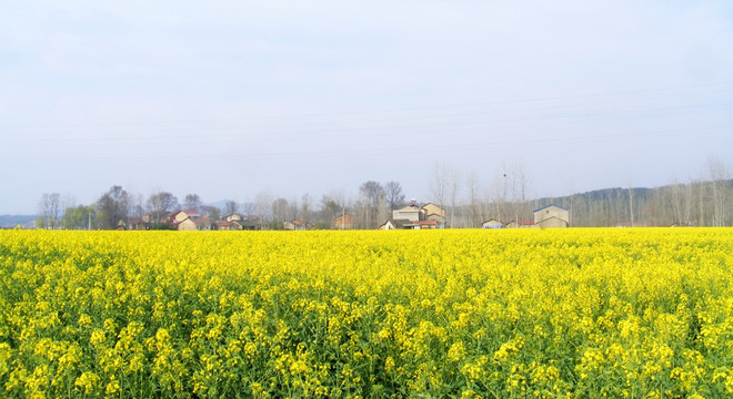 油菜花