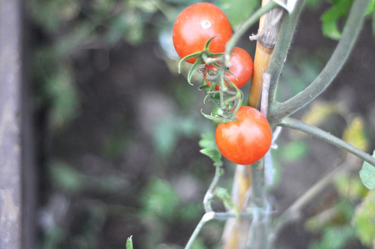 小番茄 西红柿 有机