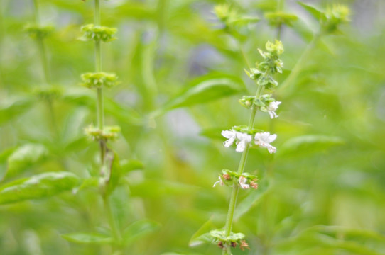 罗勒 药用植物 芳香 中草药