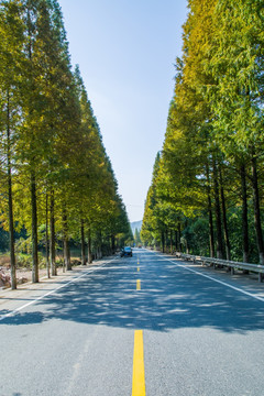 道路绿化