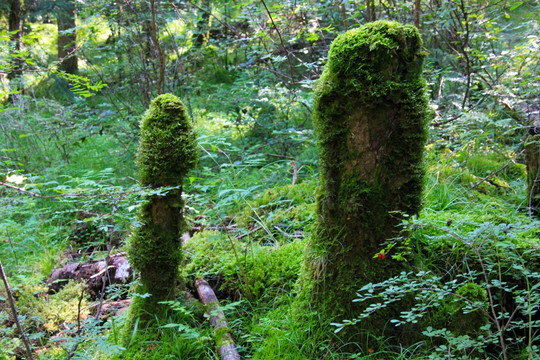 冶力关森林公园苔藓绿地植物