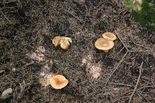 国家级森林公园冶力关蘑菇菌类