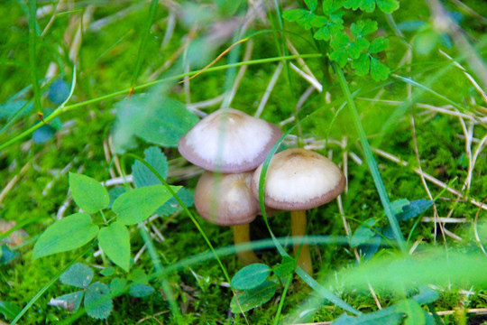 自然保护区冶力关蘑菇菌