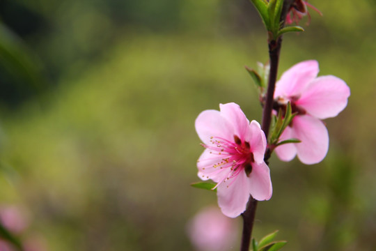 桃花