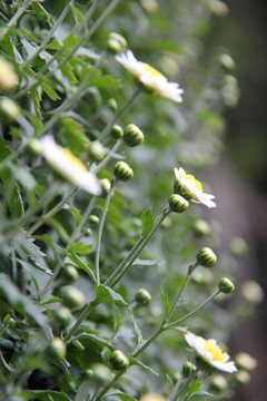 菊花