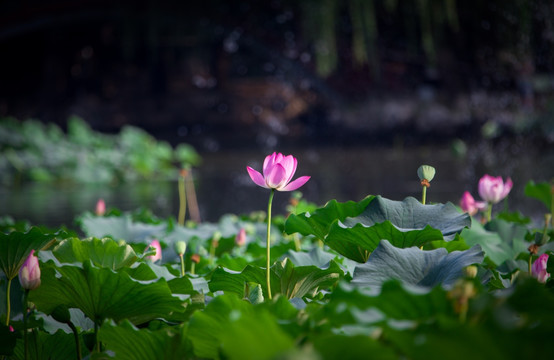 圓明園荷花高清圖