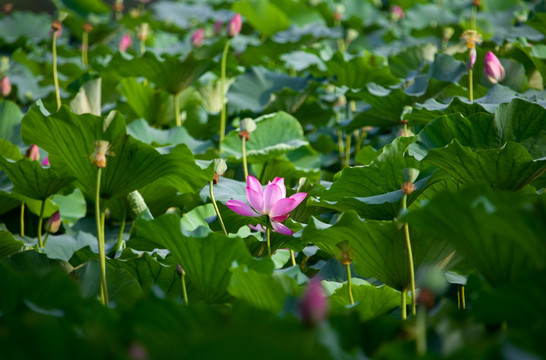 圓明園荷花高清圖