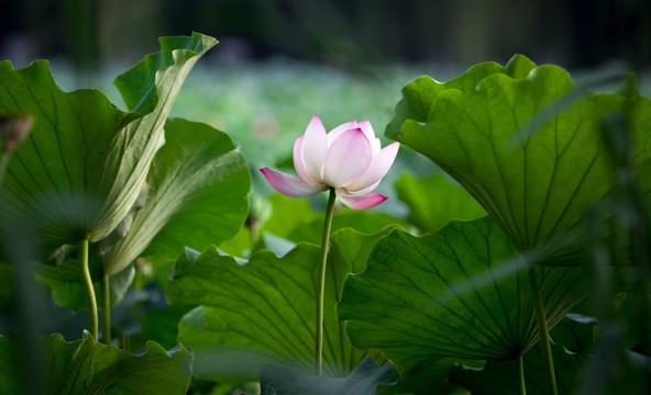 圓明園荷花高清圖