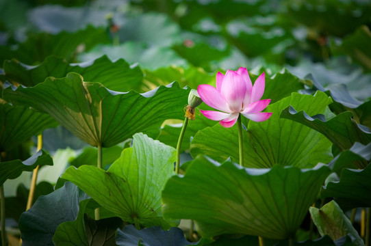 圓明園荷花高清圖