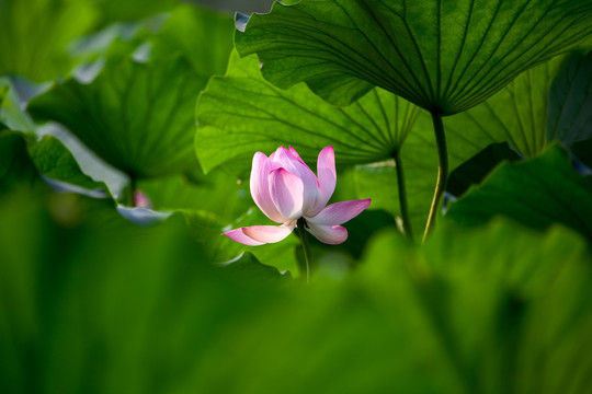圓明園荷花高清圖