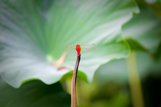 蜻蜓高清圖