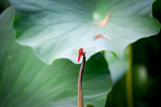 蜻蜓高清图