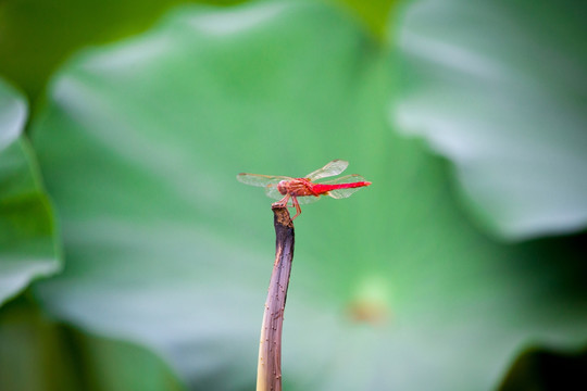 蜻蜓高清圖