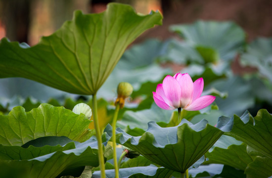 圓明園荷花高清圖