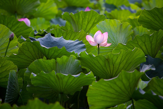 圓明園荷花高清圖