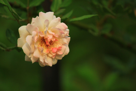 盛开的花朵