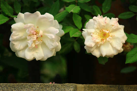 盛开的花朵