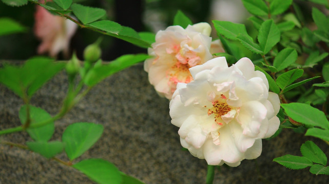 盛开的花朵