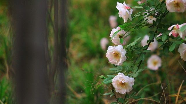 盛开的花朵