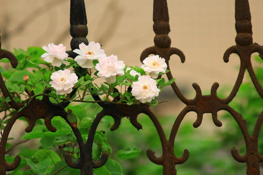 篱笆上的鲜花
