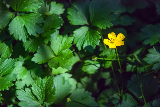 黄色小花