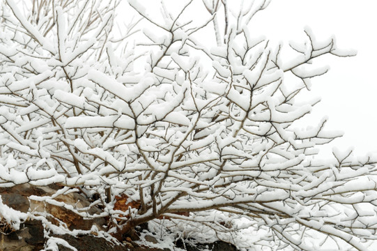 雪覆盖的树枝