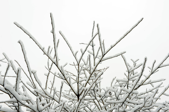 雪覆盖的树枝