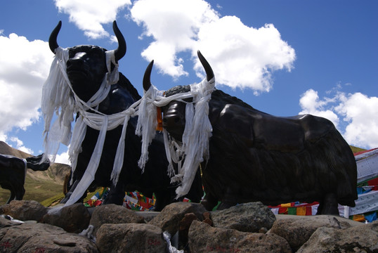 西藏米卡山口蓝天下的大牦牛