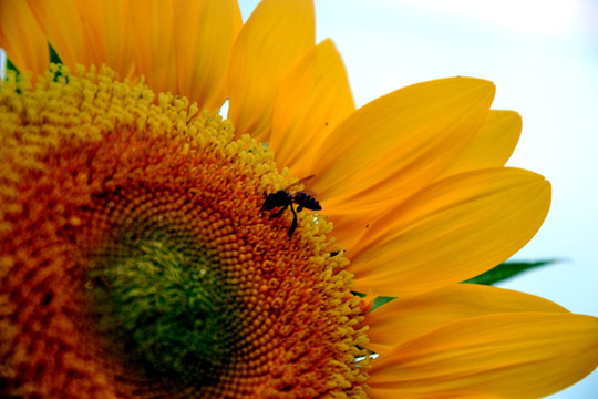 向日葵 蜜蜂