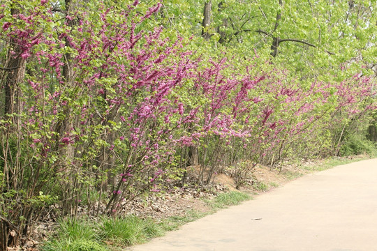 紫荆 紫荆花 绿植 植物 公园
