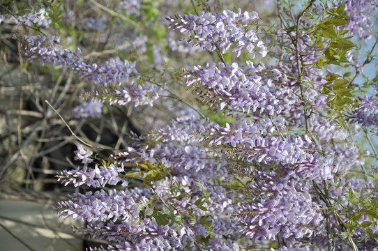 紫藤花开