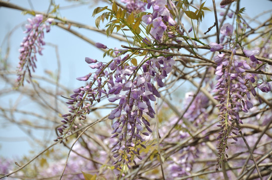 紫藤花开