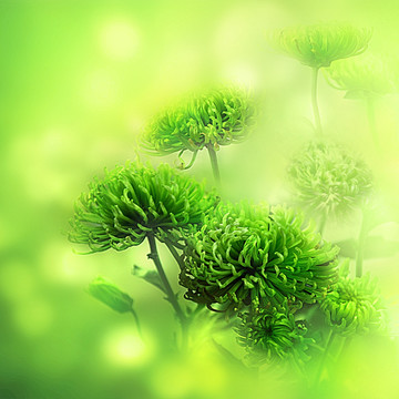 綠菊