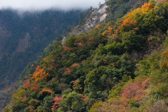 四川卧龙秋色