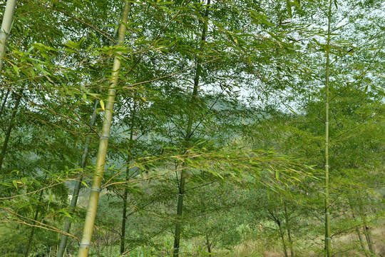 翠竹