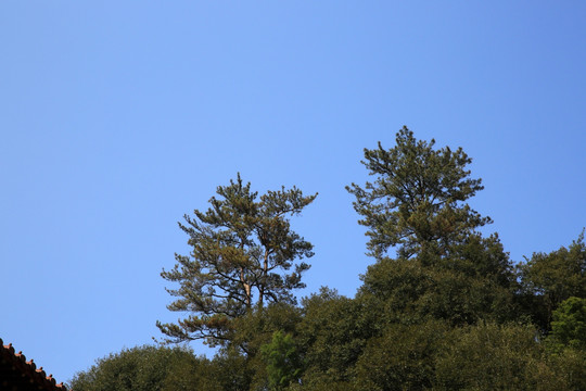 青山松树蓝天