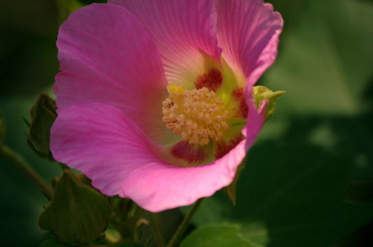 木槿花