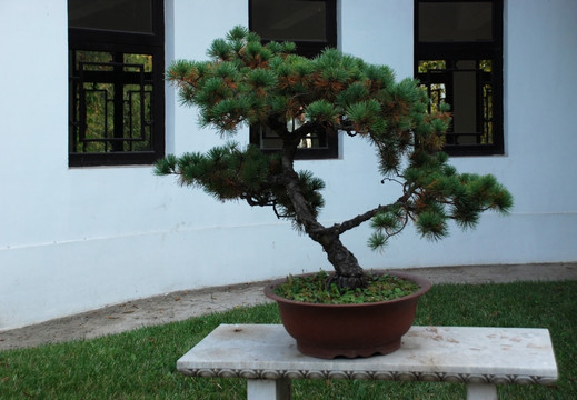 松树盆景 盆景 枝叶 植物