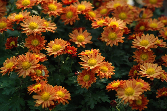 菊花 野菊花 秋菊 小菊花