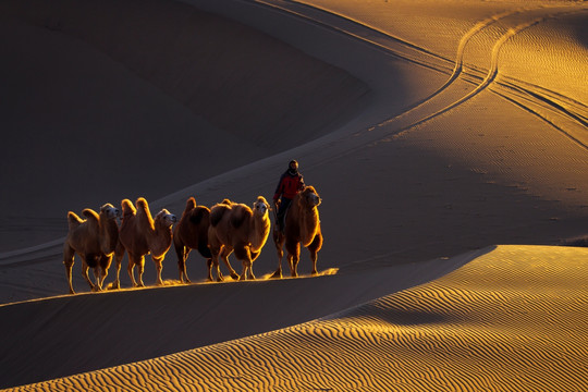 沙漠骆驼风光