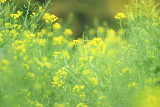 油菜花