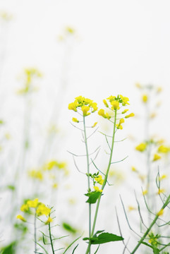 油菜花