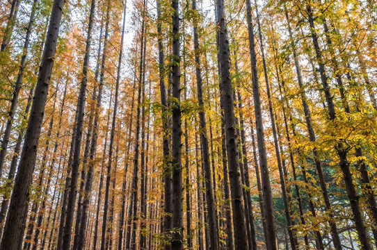 云杉树