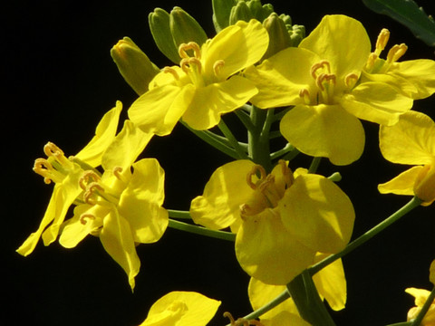 油菜花