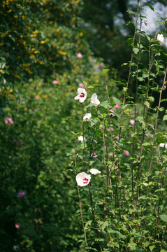 木槿花