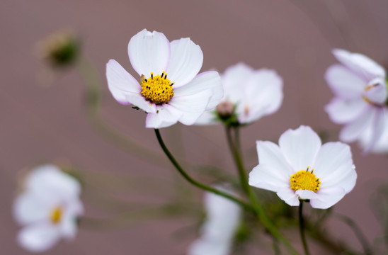 格桑花