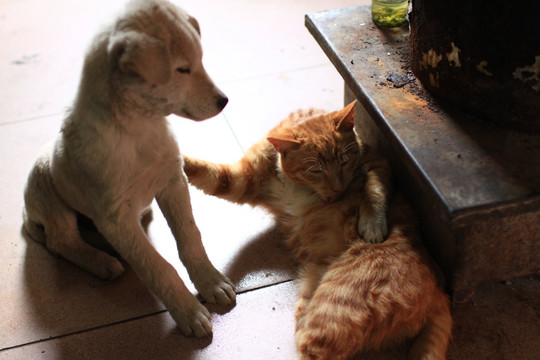 狗 小狗 田园狗 猫 花猫