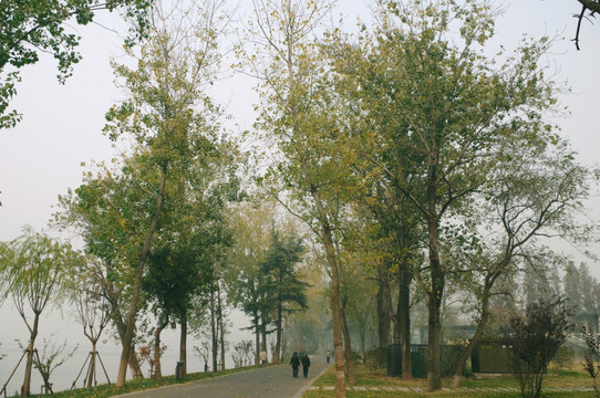 秋景 黄叶