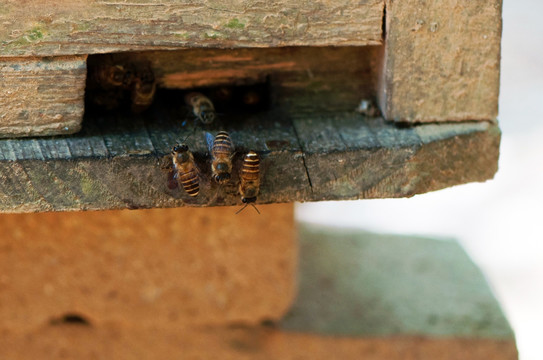 蜜蜂饲养箱