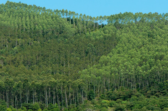 桉树山林